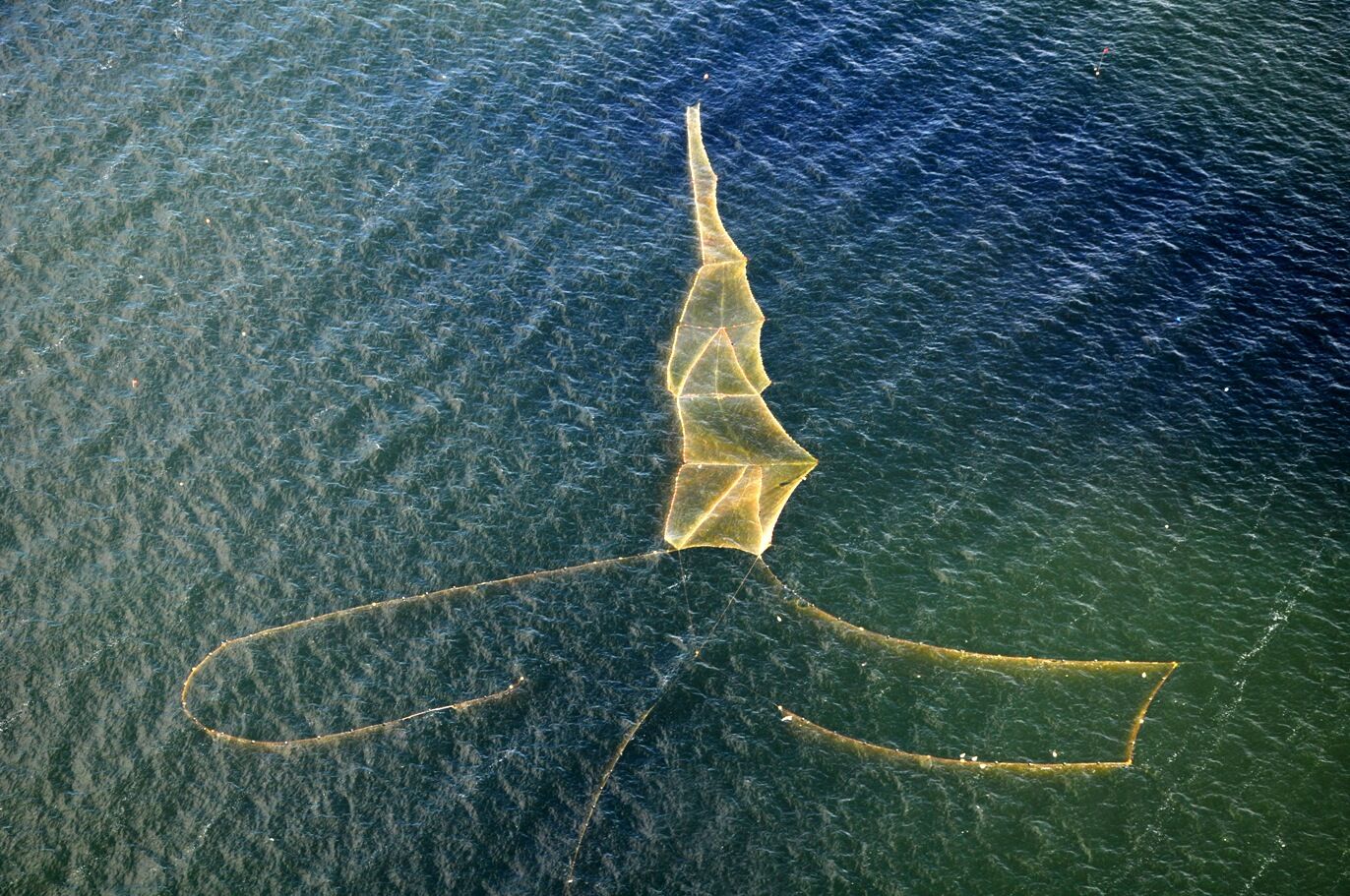 Protist Z Pecherzami Powietrza Wystepujace W Morzu Baltyckim - Rybołówstwa na Morzu Bałtyckim | Marine Stewardship Council