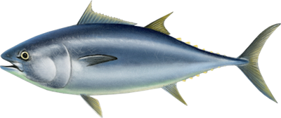 Ilustracja tuńczyka błękitnopłetwego