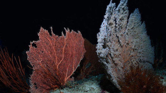 Wykorzystanie najnowszej wiedzy naukowej przez rybołówstwo homara