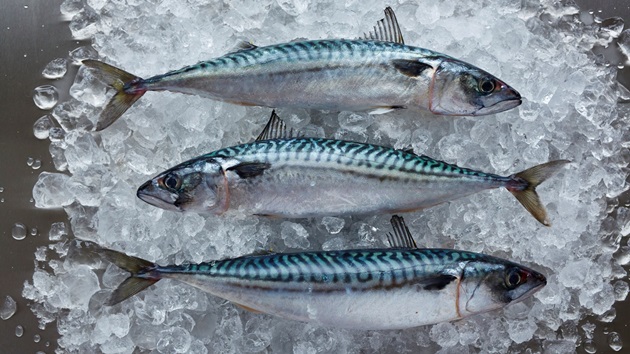 Koillis-Atlantin makrilli on pulassa