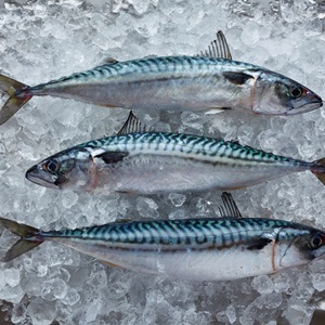 Małe ryby pelagiczne