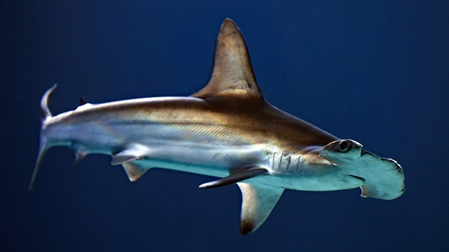 Rekin - postrach mórz i oceanów