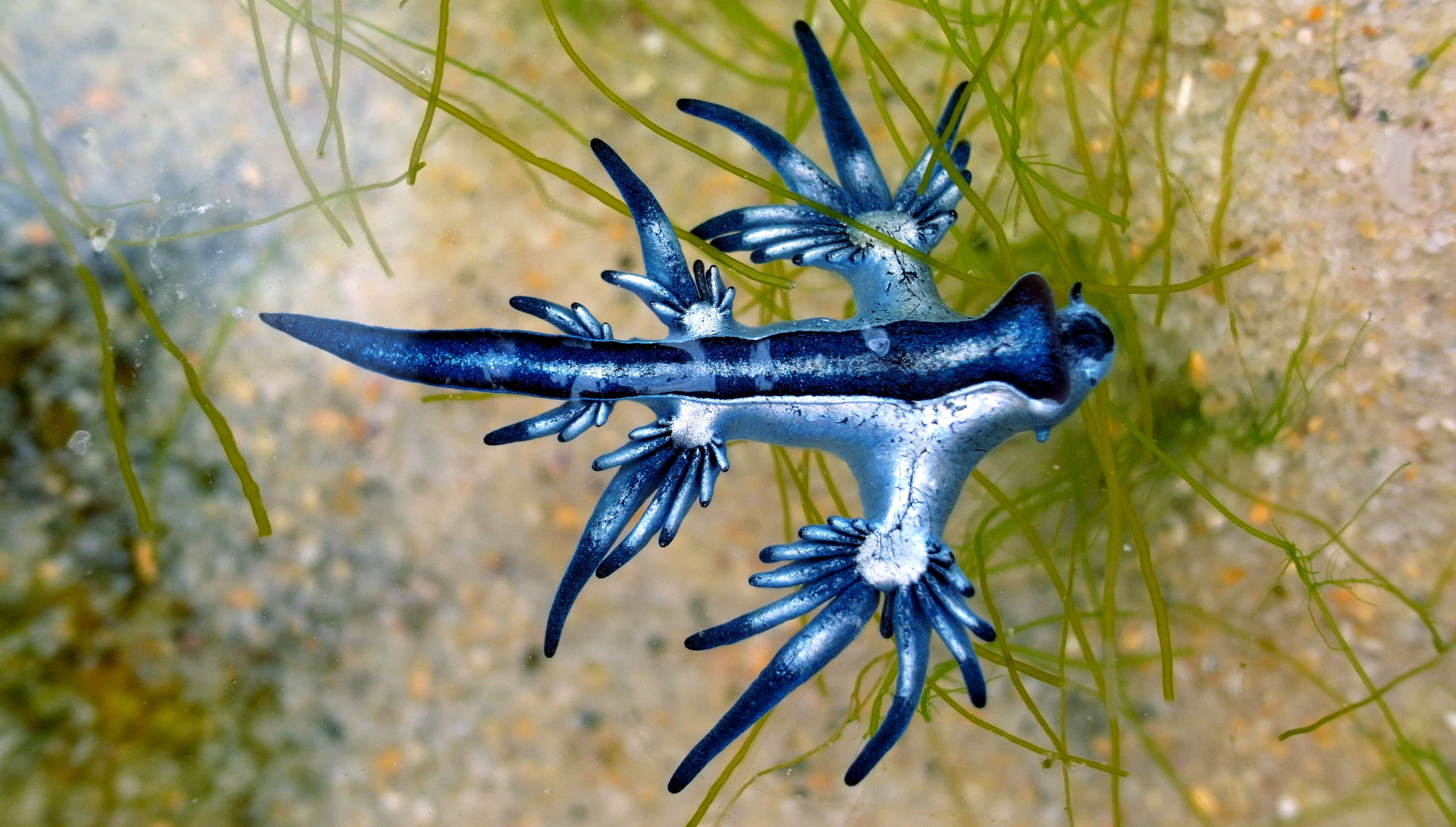 nudibranch