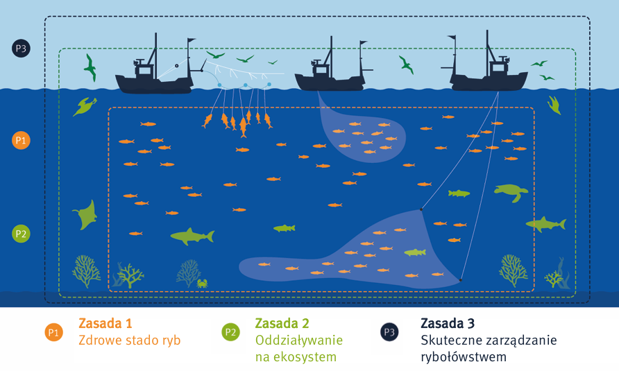 Grafika przedstawiająca trzy główne zasady Standardu Zrównoważonego Rybołówstwa MSC