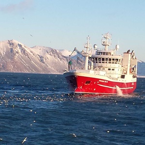 Islands sild igen MSC-certificeret – et vidnesbyrd om langsigtet fiskeriforvaltning.