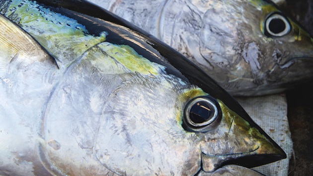 Aktualizacja raportu MSC o tuńczykach