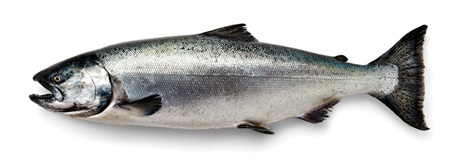 Łosoś czawycza - Alaska Seafood Marketing Institute