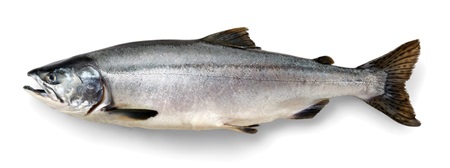 Łosoś gorbusza - Alaska Seafood Marketing Institute