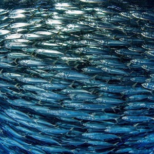 Małe ryby pelagiczne