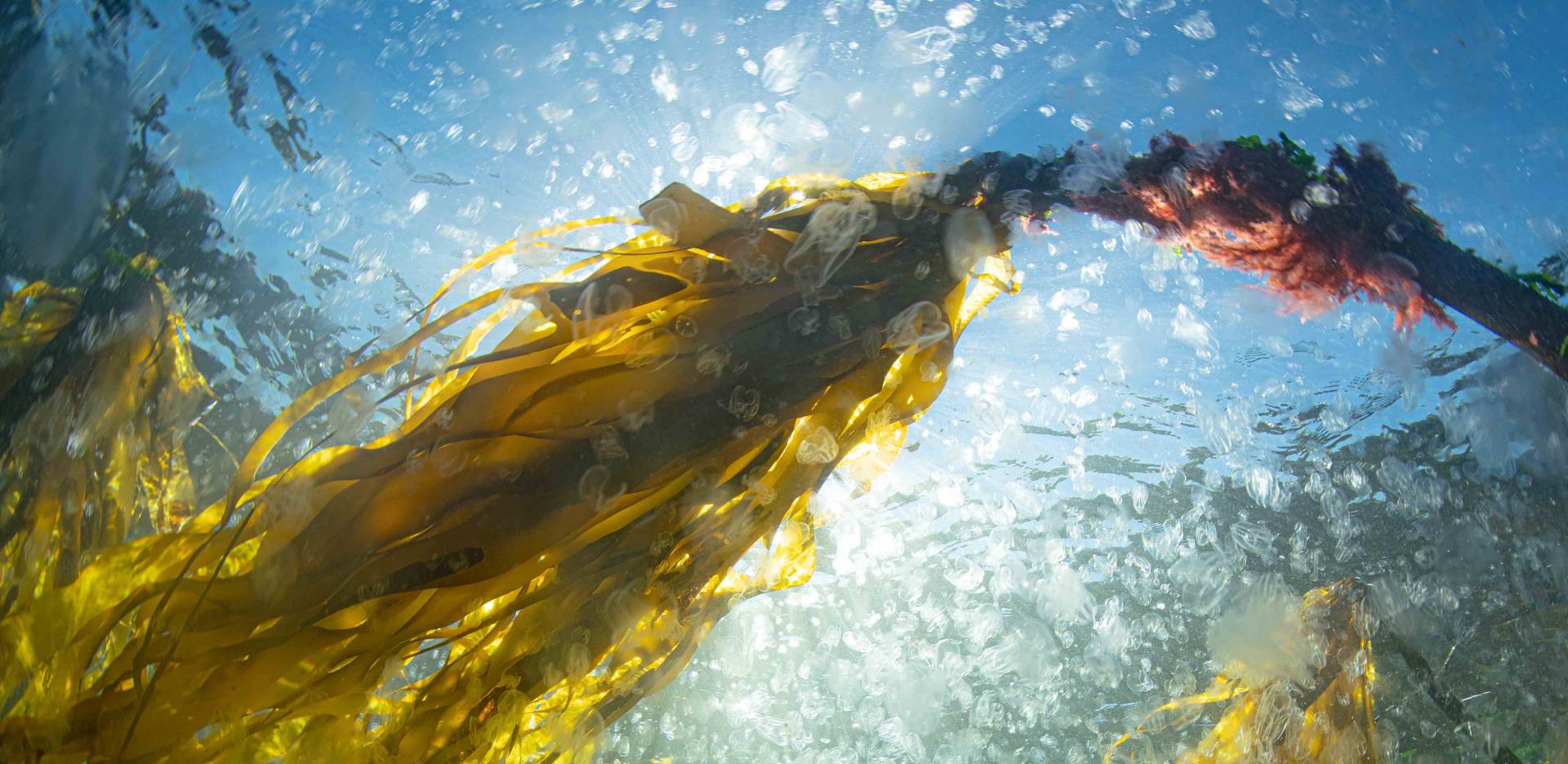 seaweed