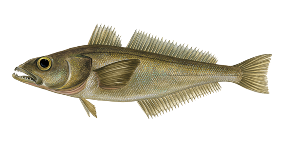 RS39_dissostichus_eleginoides_sw-scr RS39_dissostichus_eleginoides_sw-scr