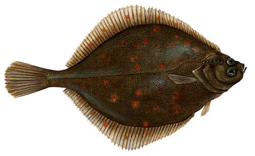 pleuronectes_platessa_plaice pleuronectes_platessa_plaice