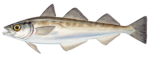 theragra_chalcogramma_pollock theragra_chalcogramma_pollock