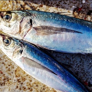Makrela chilijska
