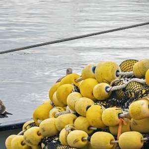 Przegląd Narzędzi Standardu Zrównoważonego Rybołówstwa
