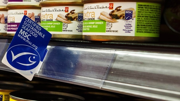 Zmiany w hasłach MSC