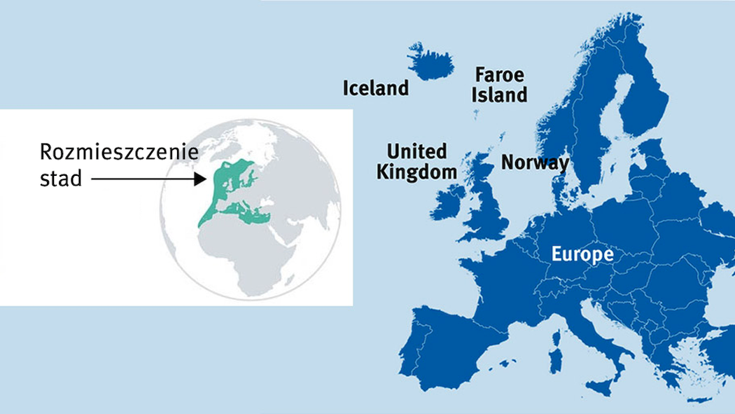 Rozmieszczenie stad małych ryb pelagicznych na Płn.-Wsch. Atlantyku