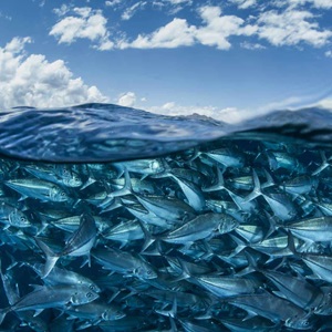 Rewizja Standardów MSC