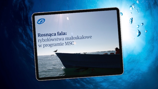 Nowy raport MSC