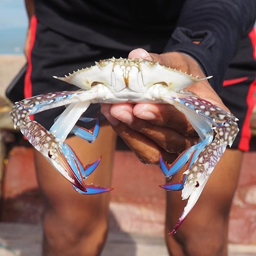 Modele klimatyczne prognozujące przetrwanie gatunku kraba kwiatowego