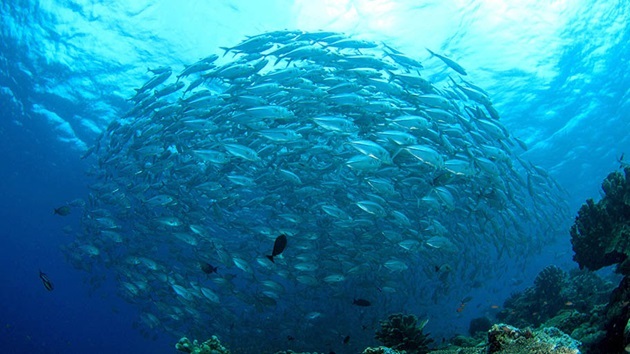 Vad är hållbart fiske?