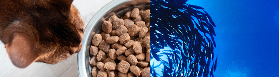 Zdjęcie kota przy misce i ławicy ryb w oceanie