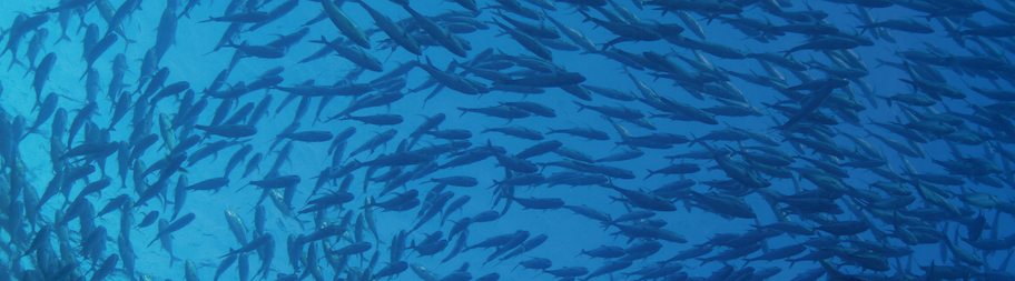 Zdjęcie ławicy ryb w toni wodnej