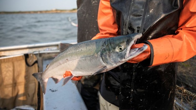 Opdag bæredygtig vildlaks i MSC-programmet