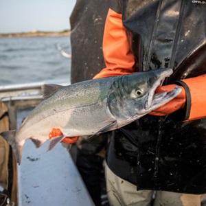 łosoś przede wszystkim