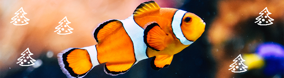 nemo xmas
