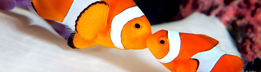 Czy zostaniesz moją... rybką?