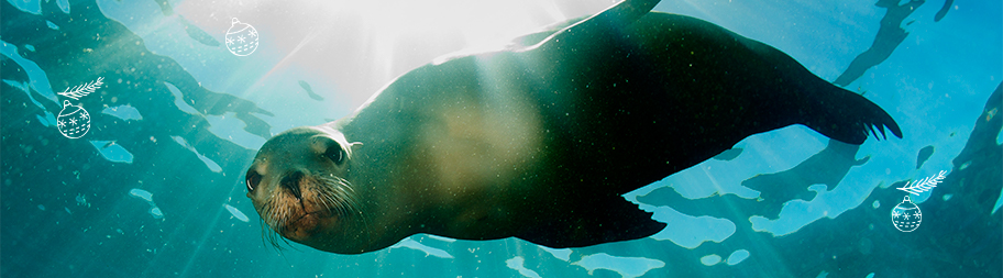 xmas seal