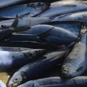 Pienet pelagiset kalat