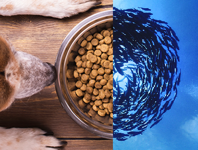 Kampanie dla konsumentów i kampanie marketingowe