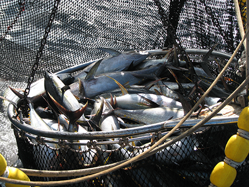 Pêcherie de thon Orthongel dans l’Atlantique