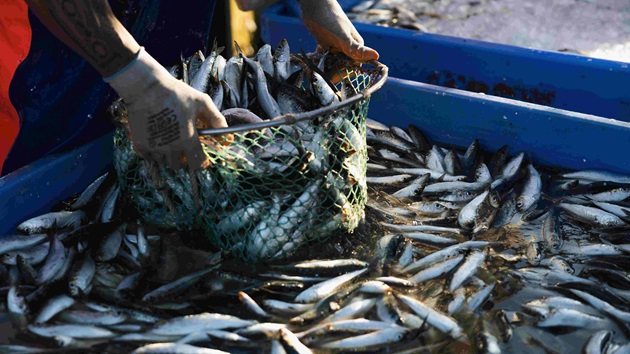 Iberian sardine purse seine fishery (em inglês)