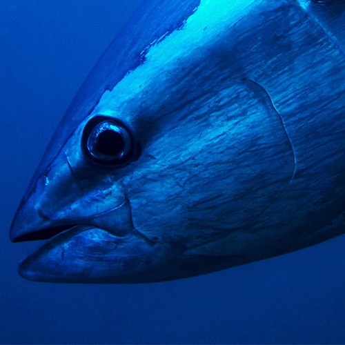 Blik op tonijn