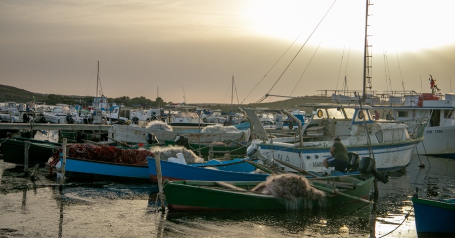 Pesca del polpo Mediterraneo