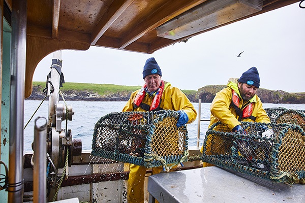 Shetland brown crab