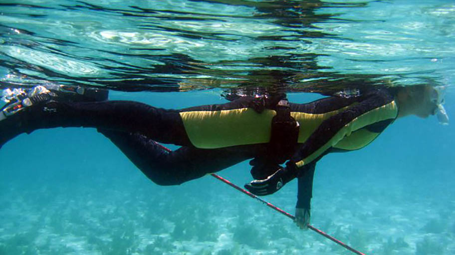 Dr. Florencia Cerutti freediving to tag marine species
