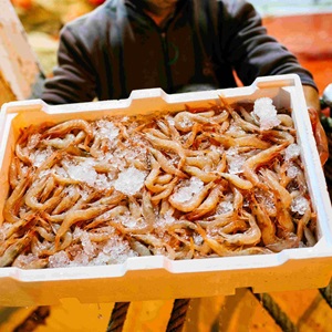 Migliorare la sostenibilità della pesca al gambero bianco in Italia