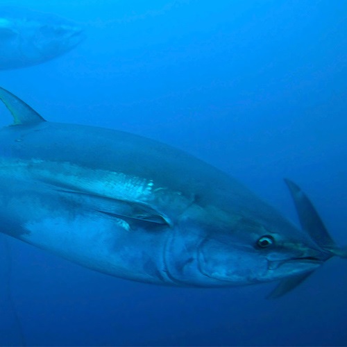 MSC's strategische werk op tonijn uitgelegd