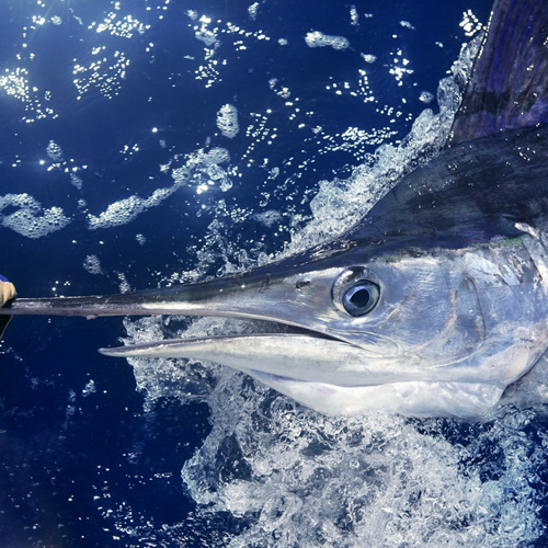 Pêcherie d'espadon à la Réunion