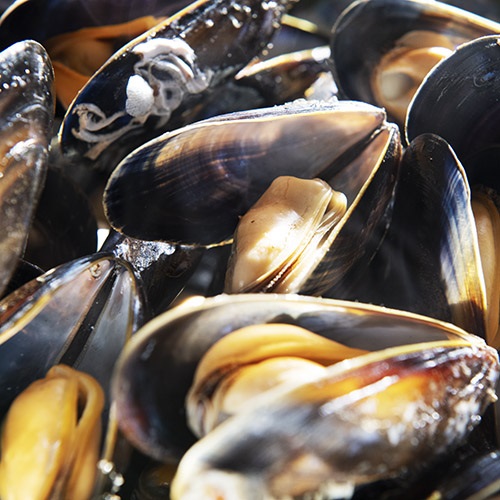 Bottom grown mussels: NI & ROI