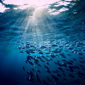 peces*