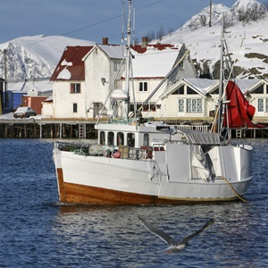 Norsk kysttorsk og hyse har gjenvunnet MSC-sertifisering