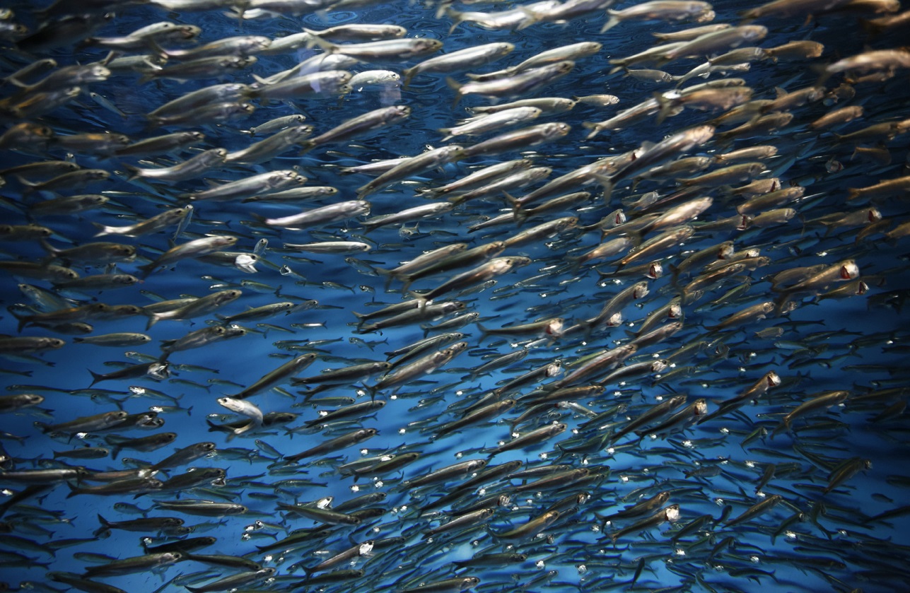 Explorar os impactos sociais e económicos da certificação do MSC