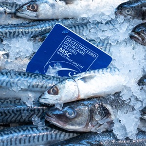 The MSC standards