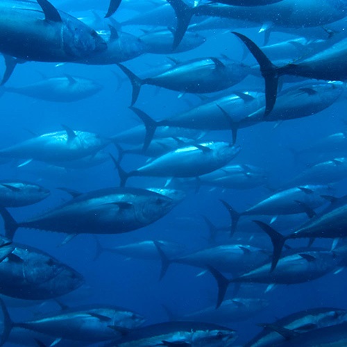 Vergroot je tonijnkennis in ons Vissoorten ABC