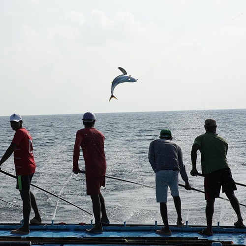 Verhalen van MSC gecertificeerde tonijnvisserijen